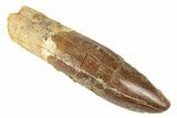 Fossil Sauropod Dinosaur (Titanosaur) Tooth - Morocco #248871-1